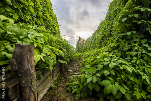 JIAOGULAN TEA photo