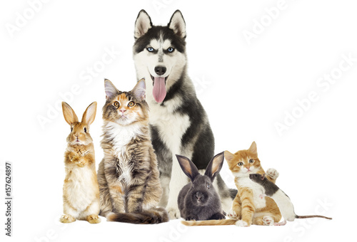 Fototapeta Naklejka Na Ścianę i Meble -  Group of pets on white background