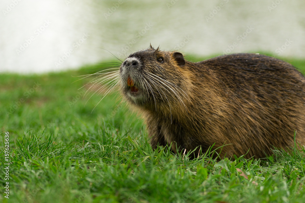 Nutria, Myocastor coypus, koypus, Nutria, Myocastor coypus, koypus,