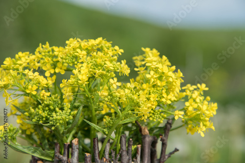 A bouquet of beautiful little yellow blossoming flowers called rape and dandelions in summer