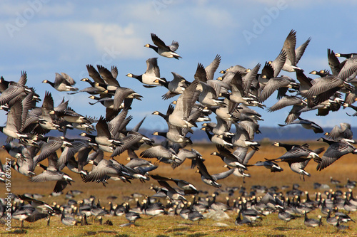 Geese migration. © nupsik284