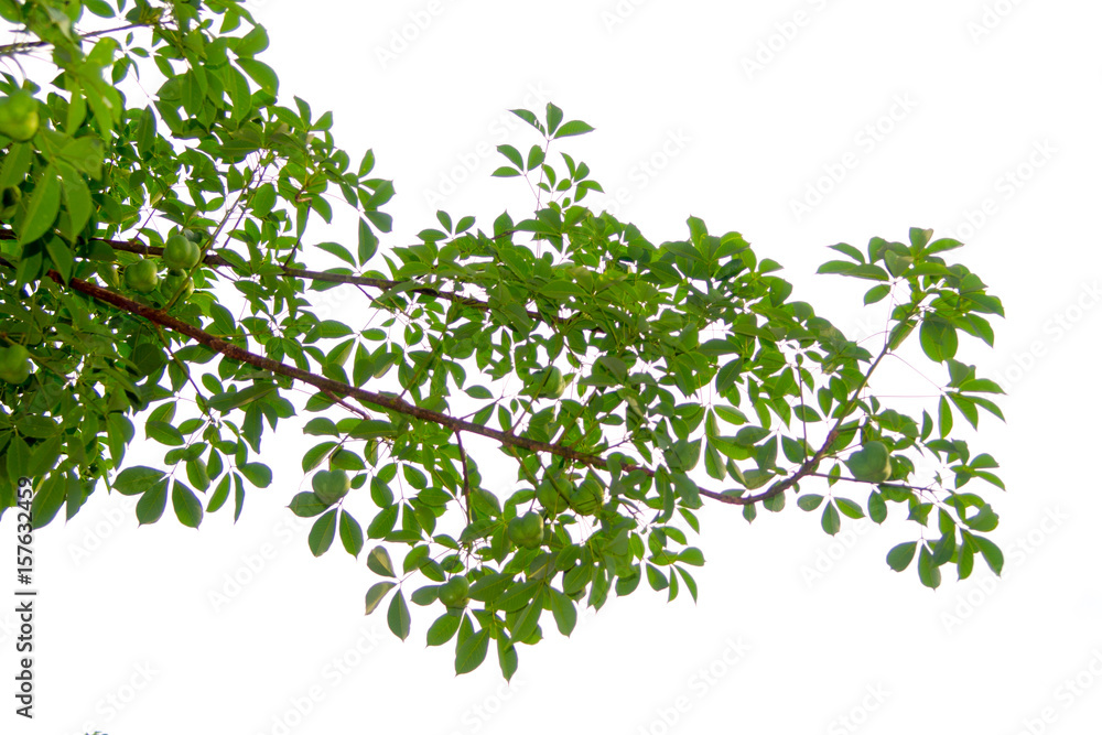 Green tree branch isolated Green tree branch isolated