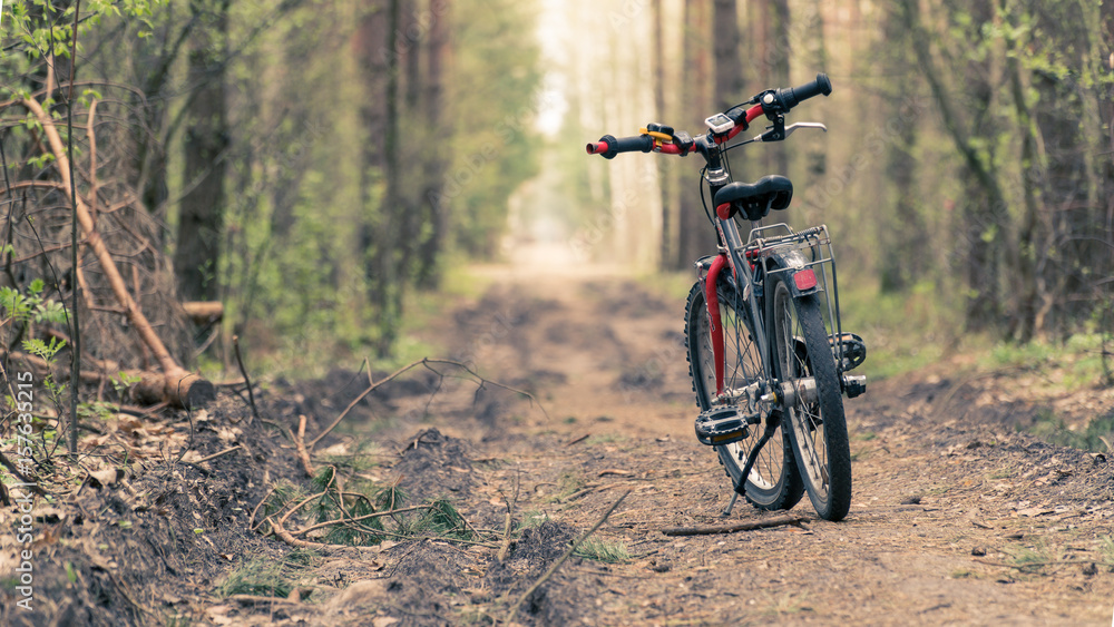 Fototapeta premium Bicycle on a forest path