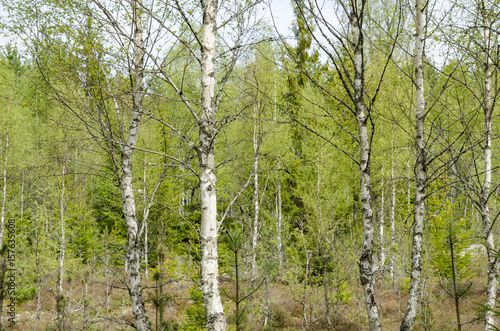 Bright birch tree forest