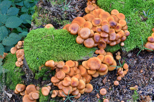 Group of Sheathed Woodtuft mushrooms from above photo