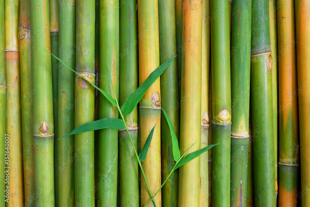 Green Bamboo for background. Green Bamboo for background.