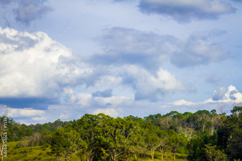 the forest with blue sky