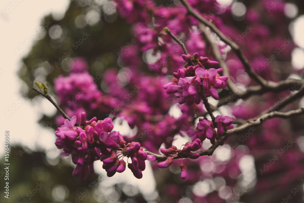 Fototapeta premium flowers