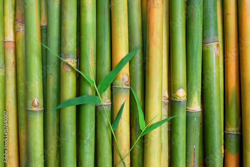 Fototapeta Naklejka Na Ścianę i Meble -  Green Bamboo for background.