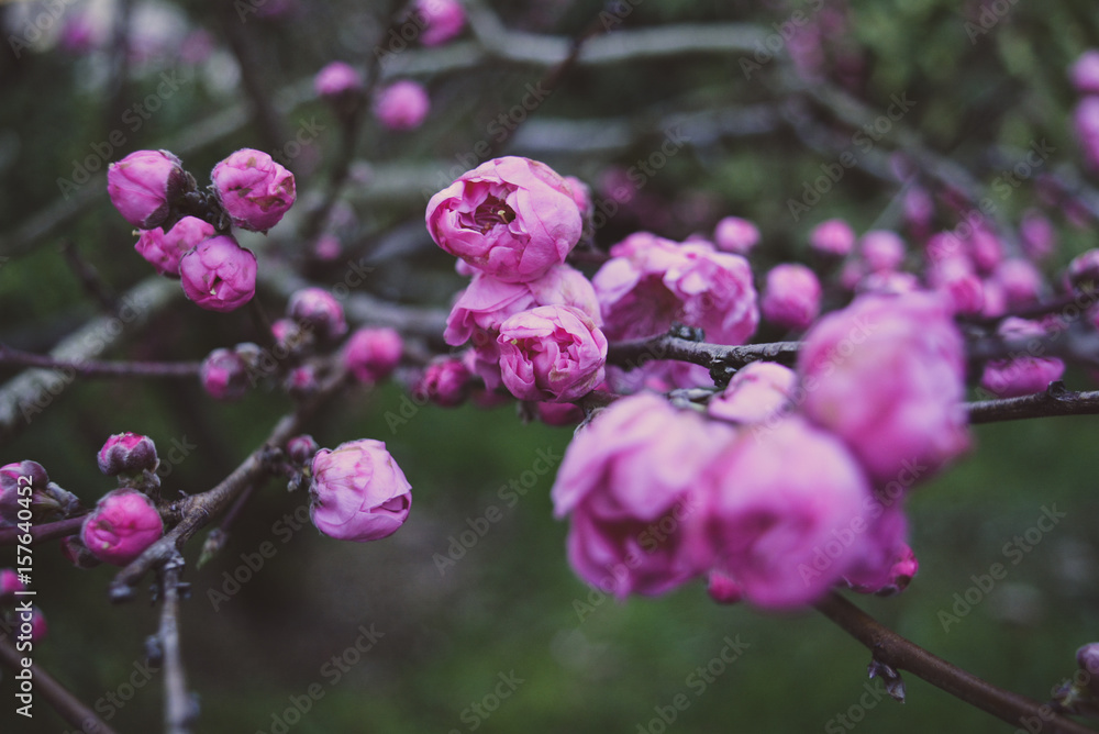 flower flower