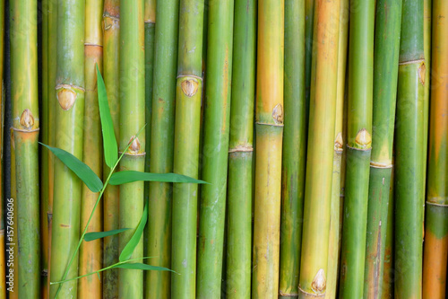 Green Bamboo for background.