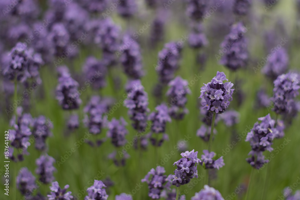Obraz premium ラベンダー畑