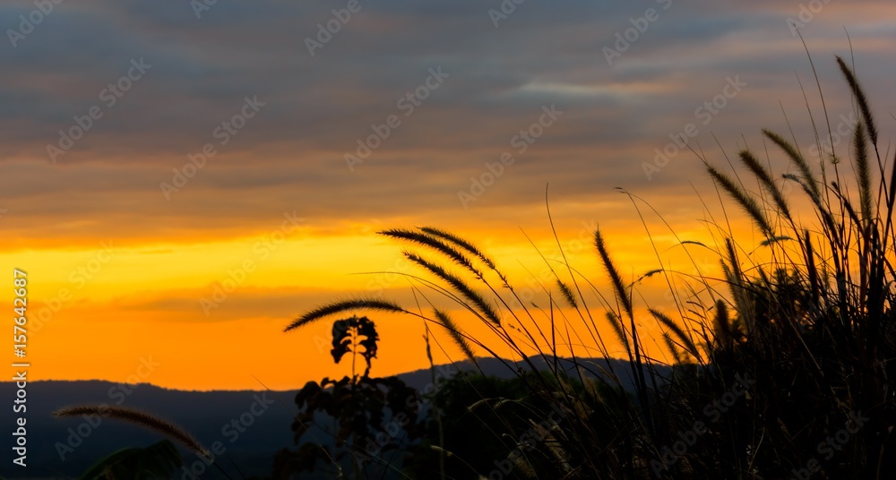 Grass flower with sunset