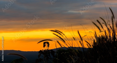 Grass flower with sunset