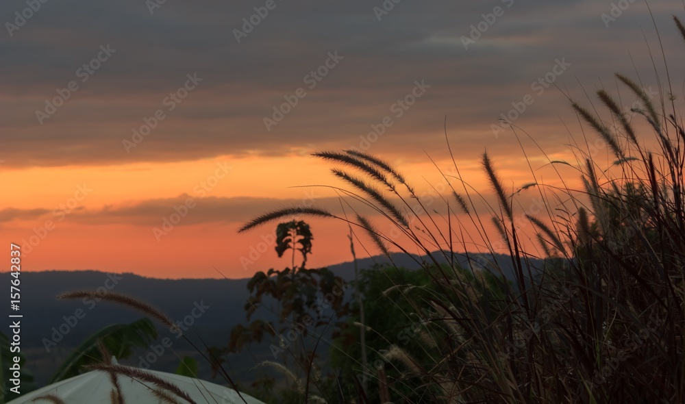 Obraz premium Grass flower with sunset