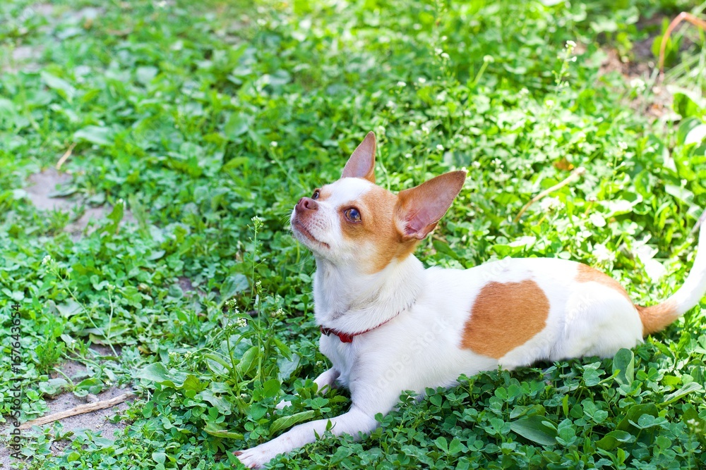 Chihuahua in the garden Chihuahua in the garden