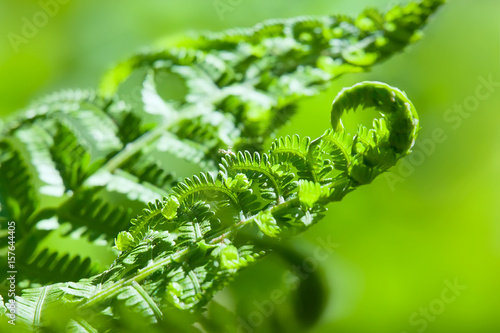 Young fern sprouts closeup in garden © Tatiana Belova