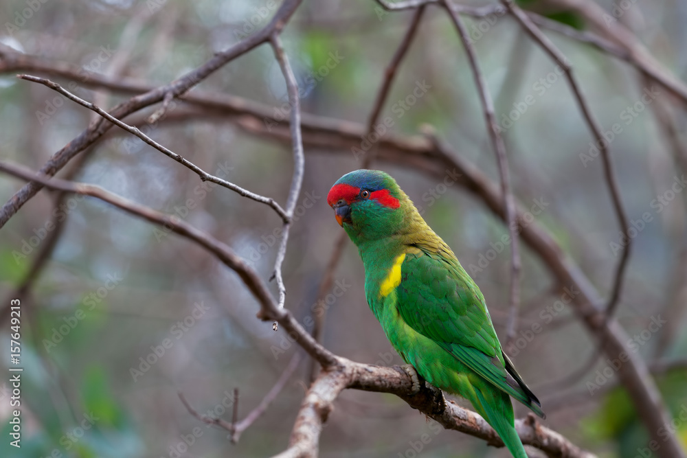 Musk Lorikeet perching on tree branch closeup Musk Lorikeet perching on tree branch closeup