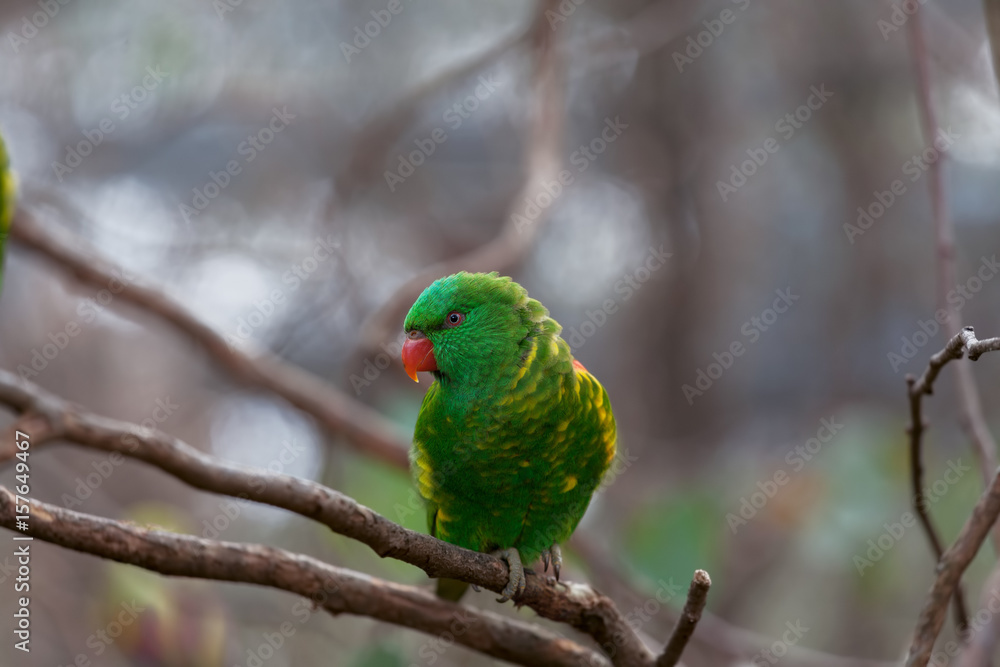 Scaly-breasted lorikeet parrot perching on tree branch closeup Scaly-breasted lorikeet parrot perching on tree branch closeup