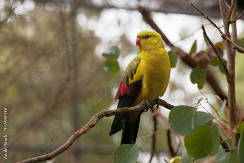 Regent Parrot - perching slim long-tailed parrot perching on tree branch closeup
