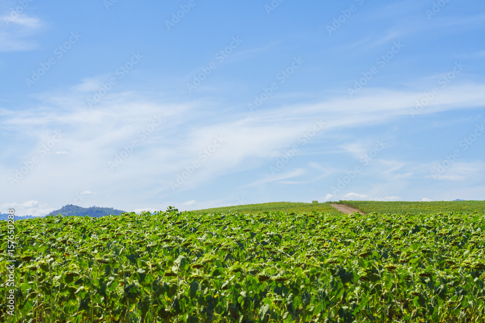 Beauty landscape with blue sky in the forest. Beauty landscape with blue sky in the forest.