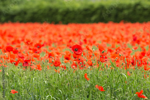 Poppy field , poppies