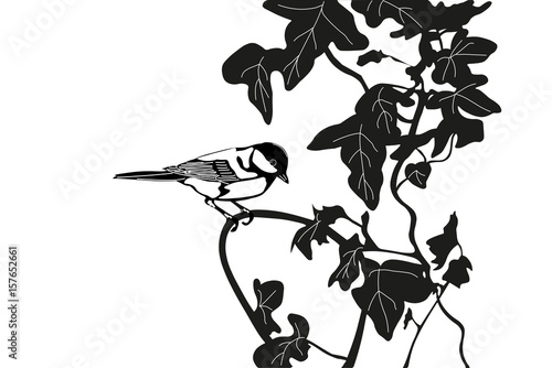 Great tit sitting on an ivy branch in black and white.