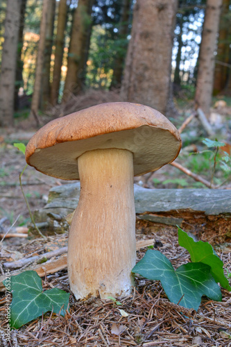 Penny Bun mushroom in mountain spruce forest, vertical orientation