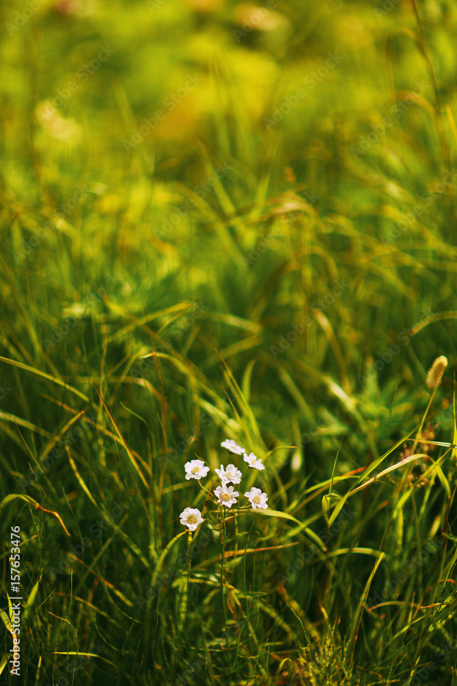wild flower wild flower