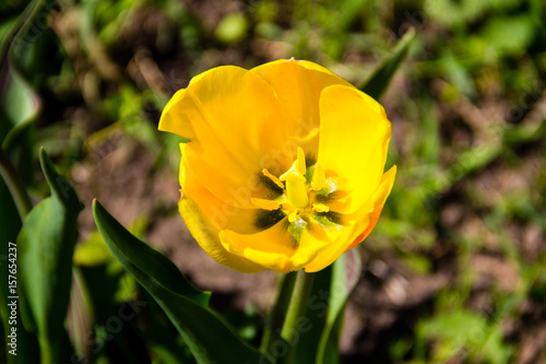 Yellow tulips on flowerbed in garden