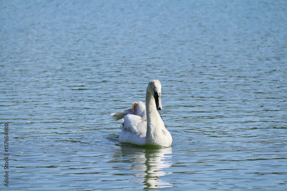 Fototapeta premium swan
