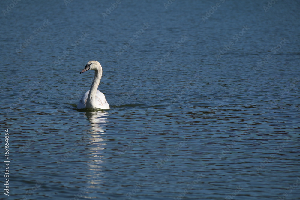 swan