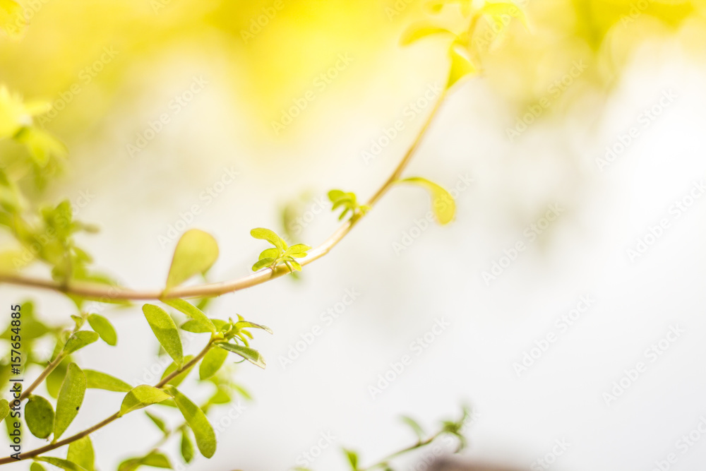 leaf with sunlight on blurry background leaf with sunlight on blurry background