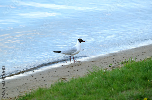Outdoor landscape with single seagull standing on river coast line with sand and grass on summer day