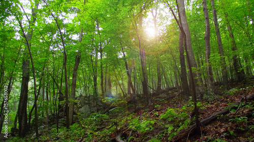 Broad-leaved Forest