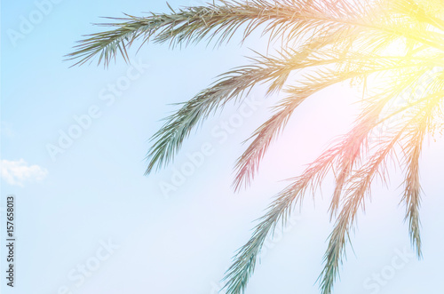 Palm trees against blue sky