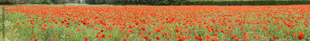 Poppy field panorama, poppies