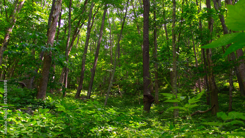 Obraz premium Broad-leaved Forest