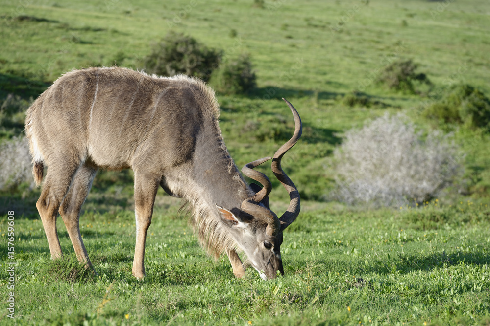 Greater Kudu, Addo Elephant National Park Greater Kudu, Addo Elephant National Park