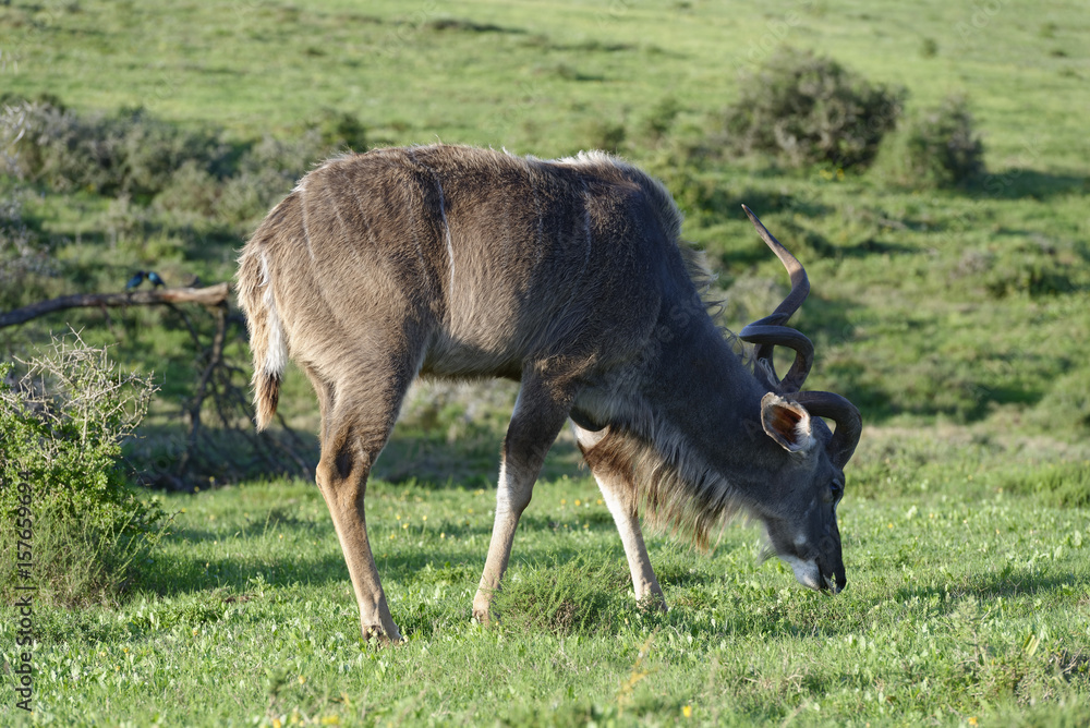Greater Kudu, Addo Elephant National Park Greater Kudu, Addo Elephant National Park