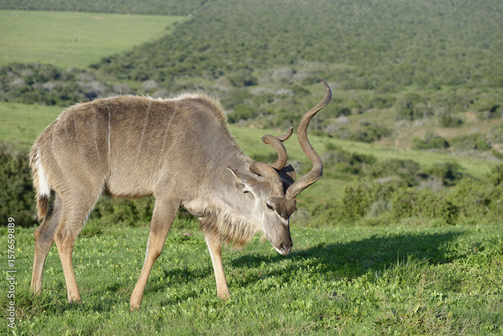 Greater Kudu, Addo Elephant National Park Greater Kudu, Addo Elephant National Park