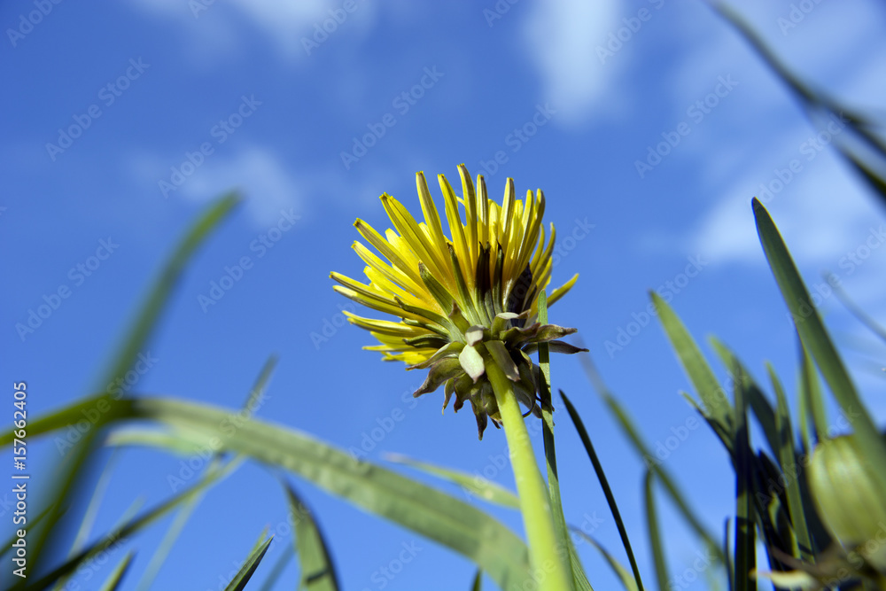 Yellow dandelion in the meadow against the sky