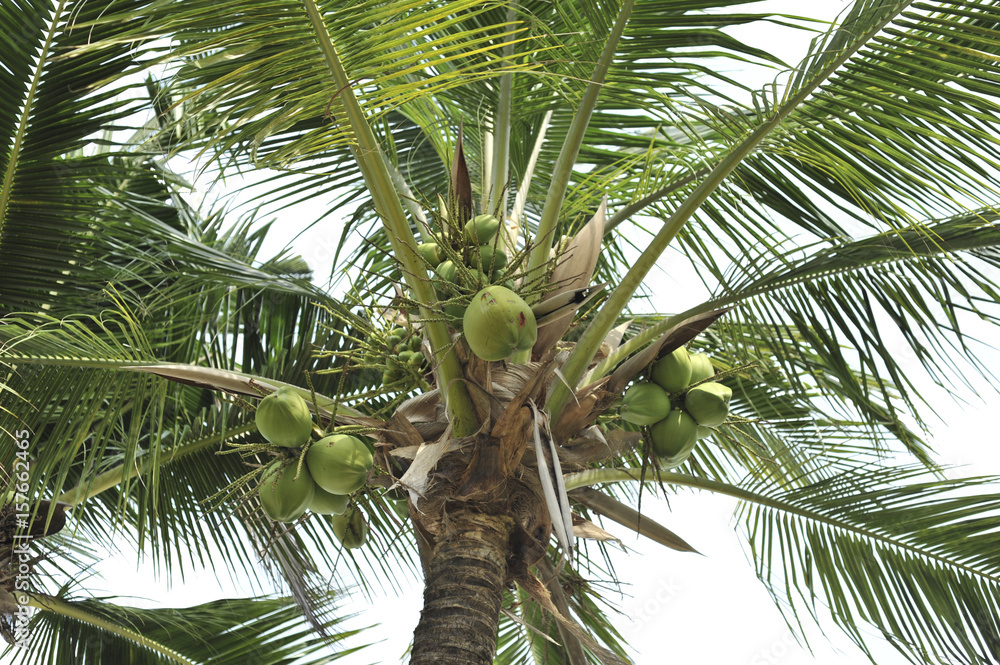 Fototapeta premium coconut in isolate white background