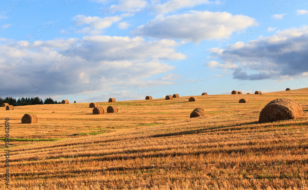 Haystack rolls on harvested field  with clouds blue sky 

