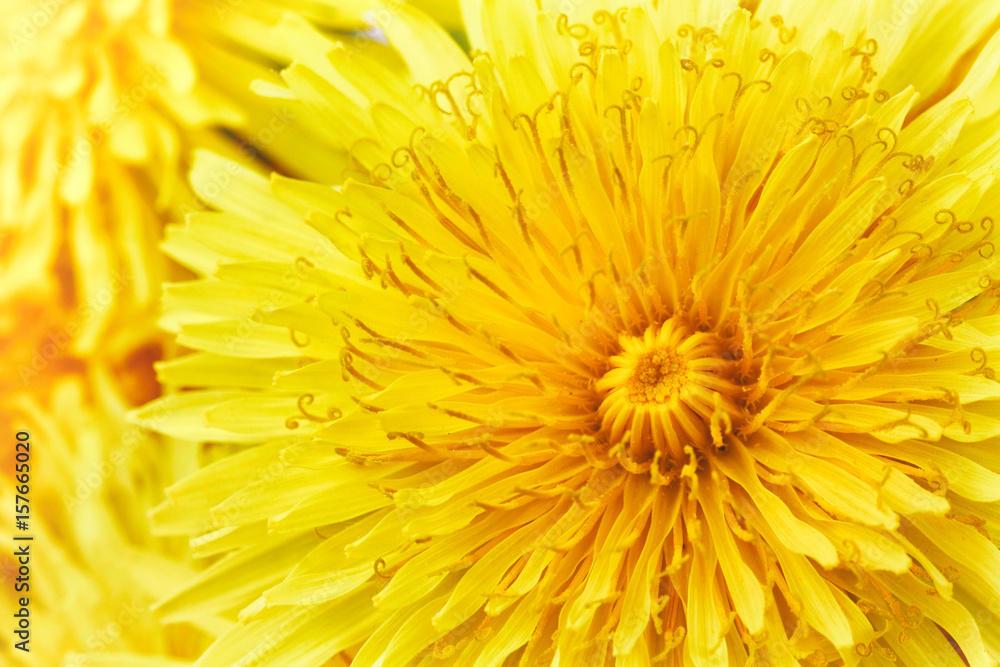 Yellow dandelion closeup Yellow dandelion closeup