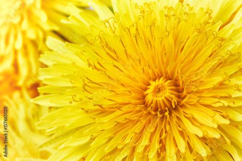 Yellow dandelion closeup