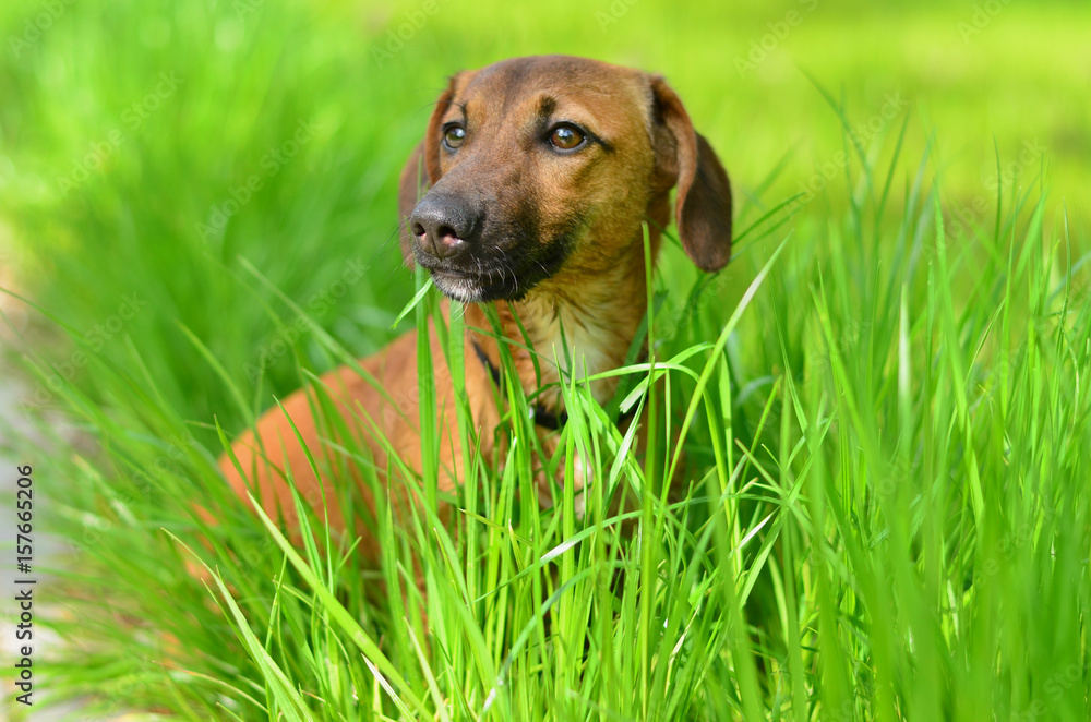 Dachshund dog in green grass. Dog eating grass on the lawn close-up Dachshund dog in green grass. Dog eating grass on the lawn close-up