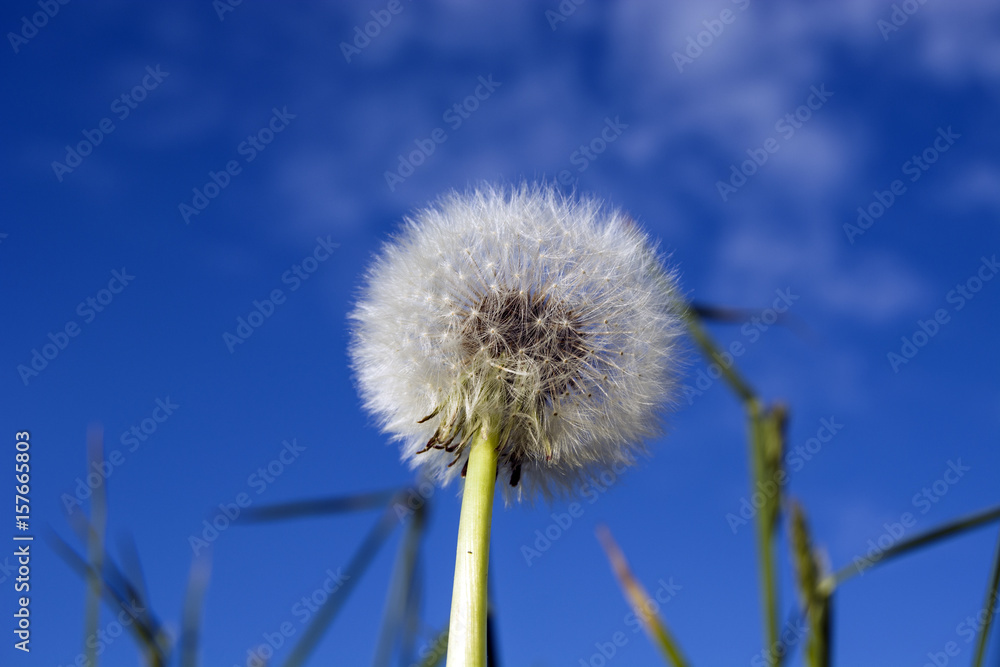 Naklejka premium White dandelion against the sky