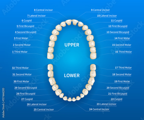 Human mouth with tooth numbering chart on blue background