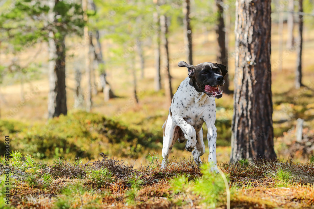 English dog pointer running in the forest 